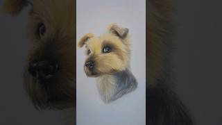dog drawing - pastel painting - york portrait