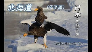 2024.3北海道 冬季(更新版)拍攝丹頂鶴和流冰上的虎頭海鵰 白尾海鵰.另外還有長尾林鴞 毛腿漁鴞.......等等