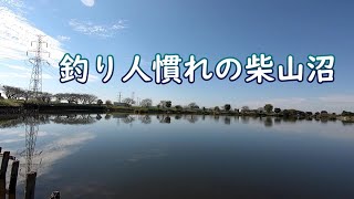 釣り人慣れの柴山沼  白岡市柴山沼南側