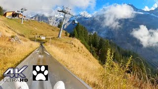 Mountain Coaster I Rodelbahn I Oeschinensee Kandersteg I Switzerland I 4K