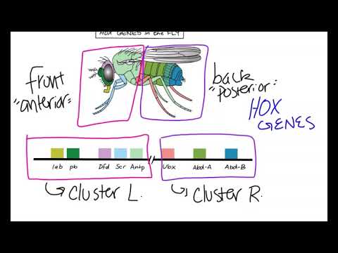 What is the difference between Homeotic and homeobox genes?