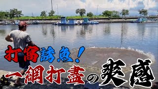 打窩後趴網！到底有沒有辦法將魚一網打盡！？#趕海 #捕魚 #車中泊 #釣魚 #露營