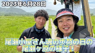 【2023年6月28日尾瀬歩荷】尾瀬小屋さんの魂の歩荷の日の尾瀬ヶ原の様子！