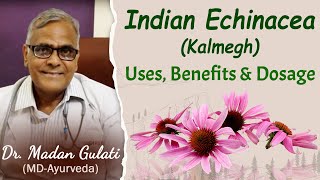 Indian Echinacea- Uses, Benefits and Dosage- Kalmegh for liver- Dr. Madan Gulati Indian Echinacea- Uses, Benefits and Dosage- Kalmegh for liver- Dr. Madan Gulati