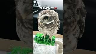 おでかけ🚗 #cute #owl #インドコキンメフクロウ #かわいい動物 #きなこ #フクロウ #animal #アニマル #フクロウのいる暮らし #フクロウのいる生活 #動物