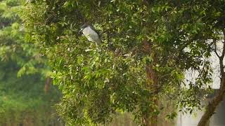 Birding _ Sungei Ulu Pandan _ 21jan2021 Singapore Time 6.20pm