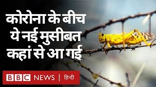 Corona Virus के बीच अब देश के कई राज्यों में Locust Attack (BBC Hindi)