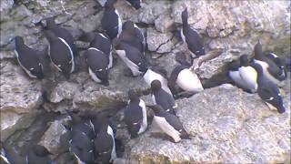 Common guillemot (Uria aalge)