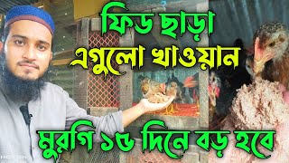 ফিড ছাড়া এগুলো খাওয়ান বাচ্চা দ্রুত বড় হবে🔥| Desi Murgi Palan | মুরগি পালন | দেশি মুরগি পালন পদ্ধতি