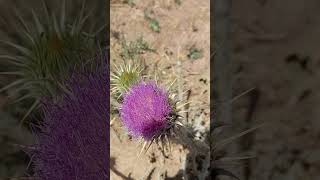 خواص گیاه دارویی خار پنبه و تولید عسل Medicinal properties of cotton thistle and honey production