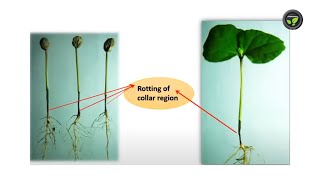 ಕಾಫಿಯ ನರ್ಸರಿ ರೋಗಗಳು - ಡಾ. ಮಧು ಎಸ್. ಗಿರಿ  | Nursery Diseeases of Coffee