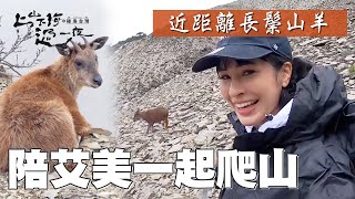 艾美一次遇到兩隻長鬃山羊 還近距離陪她爬山～直擊台版阿爾卑斯山小木屋 南湖山屋夢幻入住體驗｜上山下海過一夜 精華