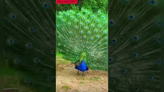 Wild|Nature #contentcreator #instagramreelsoftiktokstars #shorts #reels #viral #shortsvideo