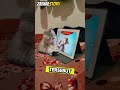 kucing Tom dan jerry di dunia nyata #kucing #kucinglucu #viral