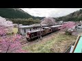 【わたらせ渓谷鐵道】満開の桜が咲く水沼駅を発車する「トロッコわたらせ渓谷3号」 わたらせ渓谷鐵道