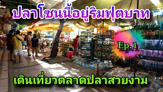 เดินเที่ยวตลาดปลาสวยงามริมถนน #NCO544