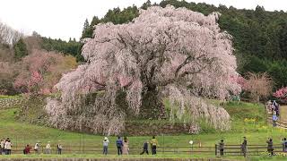 【4320P】又兵衛桜4