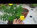 allamanda plant care tips dwarf allarmanda की देखभाल flowering secret summer flowering plant