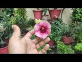 allamanda plant care tips dwarf allarmanda की देखभाल flowering secret summer flowering plant