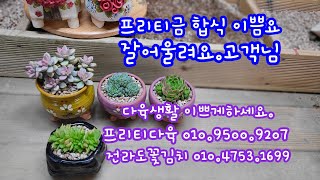 23.8.15.친구가 다육생활로 빠져들게했어요.