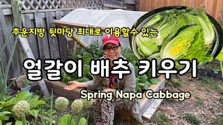 상큼한 봄김치 맛볼수 있는 얼갈이 배추 키우기/spring napa cabbage