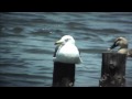 野鳥撮影・ ウミネコ　black tailed gull