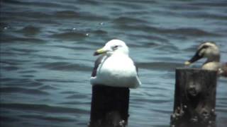 野鳥撮影・ ウミネコ　Black-tailed gull