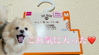 【ダイソー 犬用品】500円のダウンジャケットを着こなすポメラニアン（ジョンべえ君）