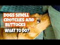 WHY do DOGS smell CROTCHES and BUTTOCKS?🐶