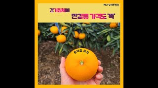 20230220 KCTV영농정보 경기침체에 만감류 가격도 뚝