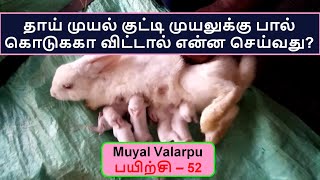 தாய் முயல் குட்டி முயலுக்கு பால் கொடுககா விட்டால் என்ன செய்வது? | Rabbit Encyclopedia | Muyal Valarp