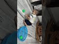 @kiddomania4 cute kid playing with colourful balls cutebaby baby cute funny viralvideo eshan