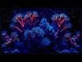 stunning 4k coral reef aquarium with air bubbles u0026 relaxing music 12 hours