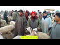 من سوق الثلاثاء بن جرير اقليم الرحامنة اثمنة الغنم اليوم بتاريخ 17 12 2024 المواشي المغرب 🇲🇦🐏🐑