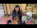 പട്ടി ബിരിയാണി recipe how to make tasty biryani for your dog dog biriyani recipe