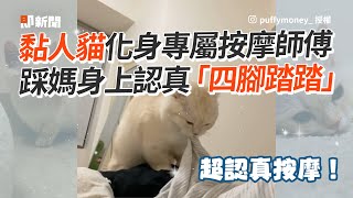 黏人貓化身專屬按摩師　踩媽身上認真踏踏😻｜寵物動物｜白貓｜貓咪