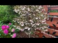 Styrax Evening Light (Japanese Snowbell)