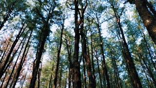 Kuttikkanam Pine Forest