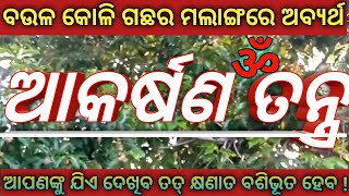 ଅବ୍ୟର୍ଥ ଆକର୍ଷଣ ତନ୍ତ୍ର ଶକ୍ତିର ପ୍ରୟୋଗ ବଉଳ ଗଛର ମଲାଙ୍ଗରେ | Baula Tree Gupta Tantra Bidhi