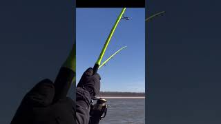 Big Mississippi River BlueCatfish Catch And Release