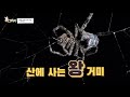 한국 타란튤라의 꽃매미 사냥