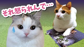 猫とパズルをやったら大変なことになった…【おしゃべりする猫】 【猫アテレコ】