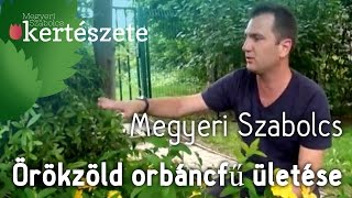 Örökzöld orbáncfű ültetése - Hypericum calycinum - Megyeri Kertészet Orosháza