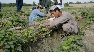 GLOBALink | Afghan farmers switch to strawberry planting amid poppy ban