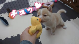 【豆柴】子犬　12/15　男の子♂　摂州宝山荘　mameshiba dog Puppy （mame shiba inu)