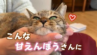 1ヶ月前まで野良猫さんだったのにこんな事も出来るようになりました　657話