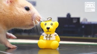 ハムスター vs くま。【ジャンガリアン \u0026 ゴールデンハムスター】/Hamster vs Bear.