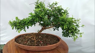 Making bonsai murraya paniuculata, kamini