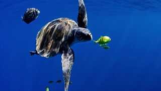 Oceans will keep us alive - if we let them | Manuel Marinelli | TEDxKlagenfurt