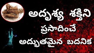 అదృశ్య శక్తి ప్రసాదించే మర్రి చెట్టు బదనిక || Marri Badanika Gurinchi || Vashikaran Badanika